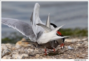Common-Tern-7